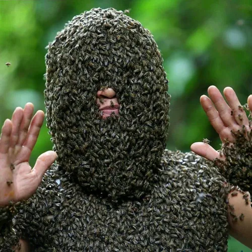 هزاران زنبور وحشی روی بدن یک زنبوردار ویتنامی