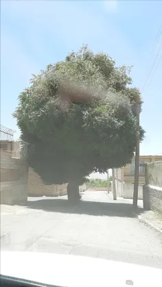 چقدر قشنکه این درخت  #سمیرم