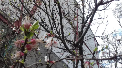 اولین برگها و شکوفه های درختمون😀
