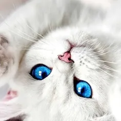 پرفایل گربه ای زیبا