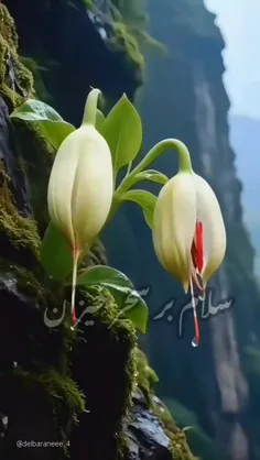 🤍❤️🤍❤️🤍❤️