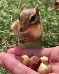 ای جاااانم😍🤤🐿