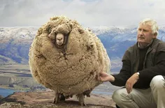 گرانترین گوسفند