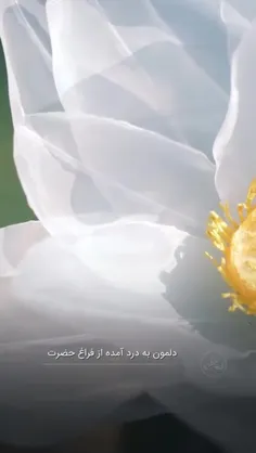 🎥 عادت 