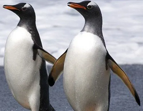 سال گذشته یک زوج پنگوئن همجنسگرا در باغ وحشی در چین ، به 
