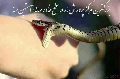گوناگون rassam 1704979 - عکس ویسگون