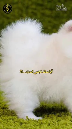 آیا سگ نجس است؟!🥺💔