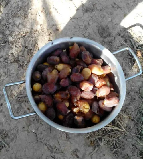 امروز صبح رفتم روستای یکی از دوستان ، تو باغشون ، برای چی