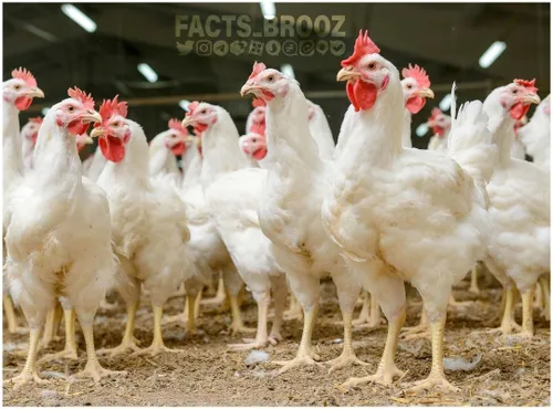 تقریبا تمام مرغهایی که امروزه وجود دارند، از نسل برنده مس