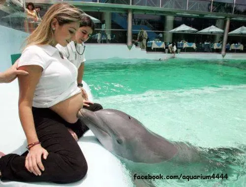 می دونستید دلفینها جنین رو توی شکم مادر میبینند....ب ل ه