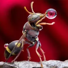 🌍از شگفت انگیز ترین تصاویر ماکرو،زنبور درحال نوشیدن یک قط