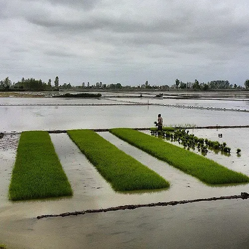 A farmer planting rice in a paddy field. Planting rice is