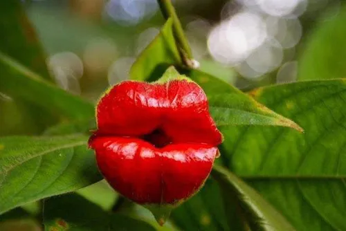 گل بوسه یا Psychotria Elata