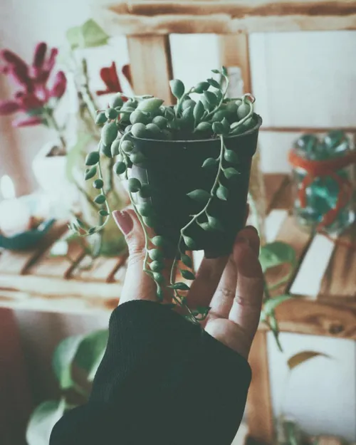 «🌵🍃»