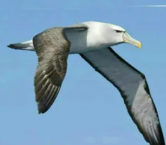 "آلباتراس" گونه ای مرغ دریایی،پرنده ی بزرگی است که می توا