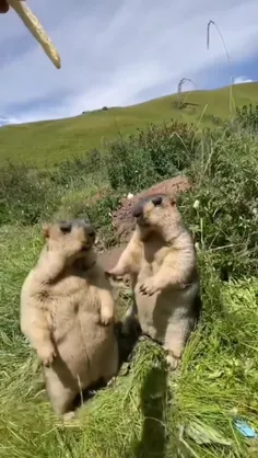 مارموت هیمالیا (Marmota himalayana) نام یک گونه از سرده م