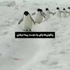 کی پنگوئن من میشه