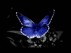 پروانه هم آبيش قشنگه