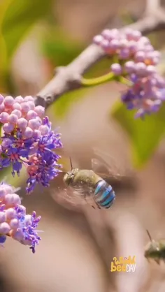 زنبور با نوار آبی The Blue-banded Bee در سراسر استرالیا ب