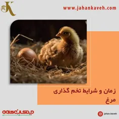 جوجه ها هرچند وقت یکبار و چه تعداد #تخم می‌گذارند