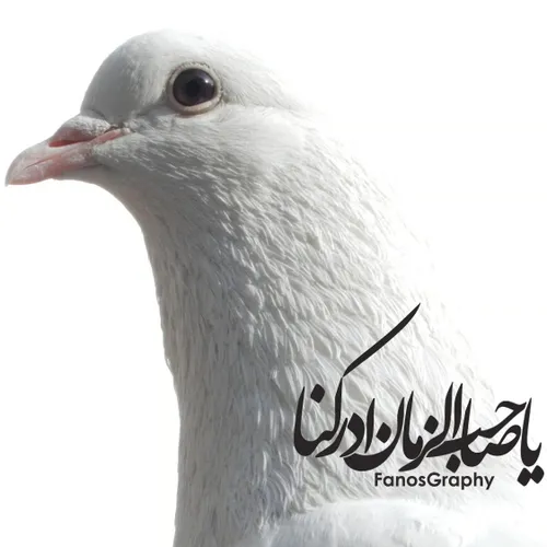 اسدالله الغالب: