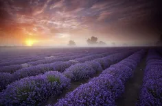 Lavender Fields, UK and France  مزارع اسطو خودوس٬ فرانسه 