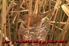 فرقه فاخته ها از قبل از انقلاب تا کنون!