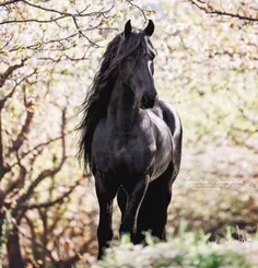 اسب سیاه جنگل😘😘