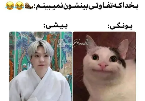 یونگی گربه ای 🐈