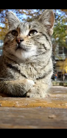گربه ها می توانند حتی آهسته ترین صدا ها را بشنوند چون بیش