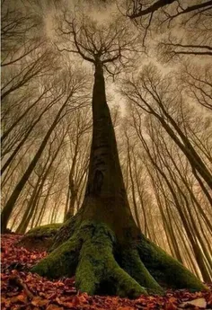 ریشه دار که باشی تا اوج آسمان هم قد میکشی ریشه های تو باو