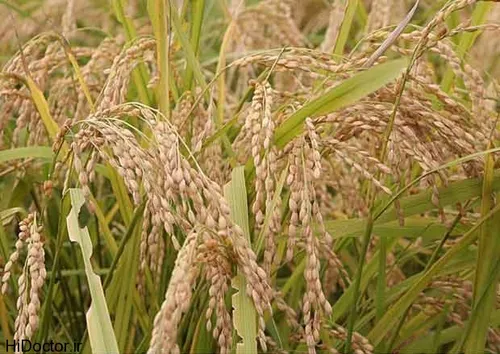 سبوس برنج برای جلوگیری از پرخوری در برنامه های کاهش وزن ک