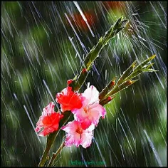 #عکس بارانی  ..زیر باران باید رررررفت  چون باران همیشه می
