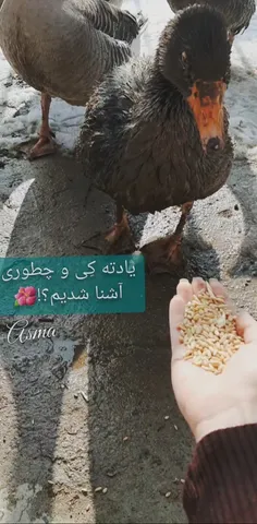 ؟!🌺