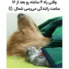 #خلاقیت#طنز#حیوانات