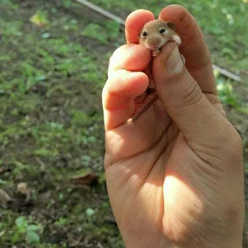 بچه سنجاب 🥺❤