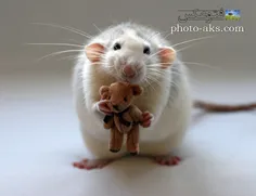 موش کوچولوی نازنازی