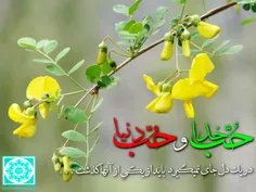 حب خدا و حب دنیا  #حرم_امام_رضا #حرم_مطهر #حرم_مطهر_امام_