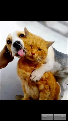 بله...