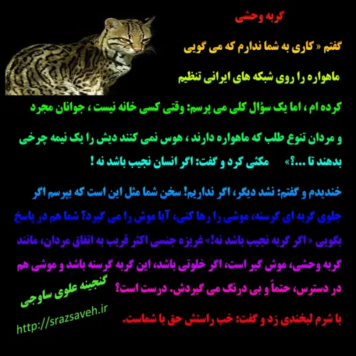 گربه وحشی