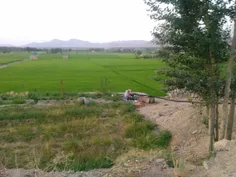 شالیزاری در روستای قرق اقا شهرستان لنجان اصفهان