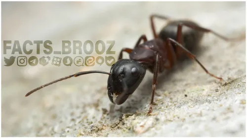 انزوا در مورچه ها چه تاثیری داره ؟!