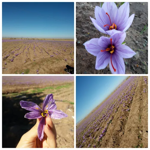 مزرعه زعفران ... جای همگی خالی ...عطر عالی ... فرگل