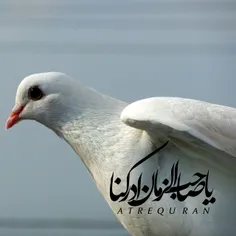 ما «وبال» تو هستیم! 