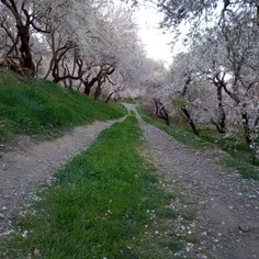 اینقدر خسته ام که خیالم جز تو در جایی بند نیست... .