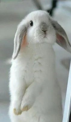 #Rabbit