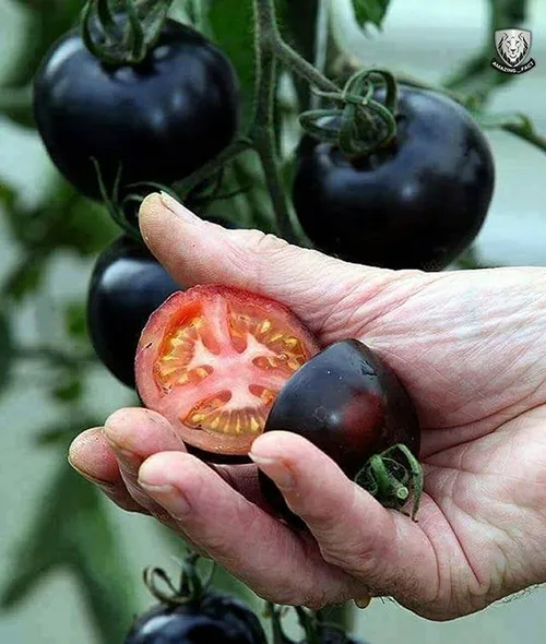 در برخی کشورها گوجه هایی سیاه رنگ تولید میشه که برای درما