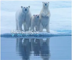 بومیان قطب شمال از پوست و گوشت خرس قطبی استفاده می‌کنند