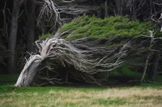 درختان در امریکا به علت وزش بادهای شدید