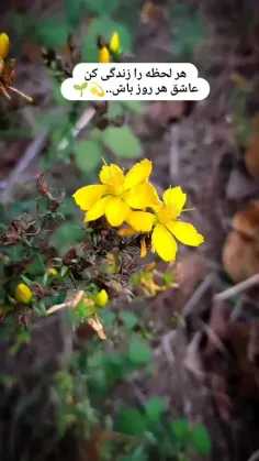 🌱🌹❤️